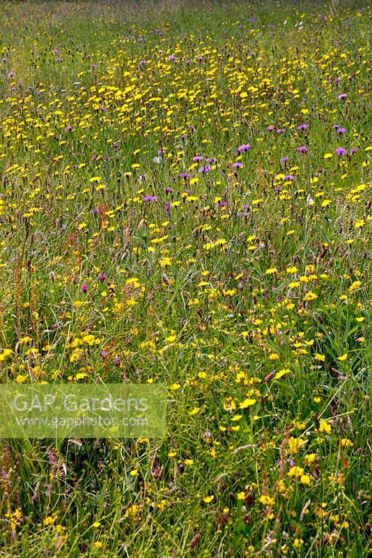 Meadow with Centaurea nigra - Common Knapweed and Leontodon sp - Hawkbits