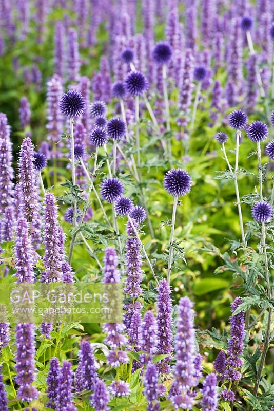 Echinops ritro 'Veitch's Blue' with Agastache 'Blue Fortune'