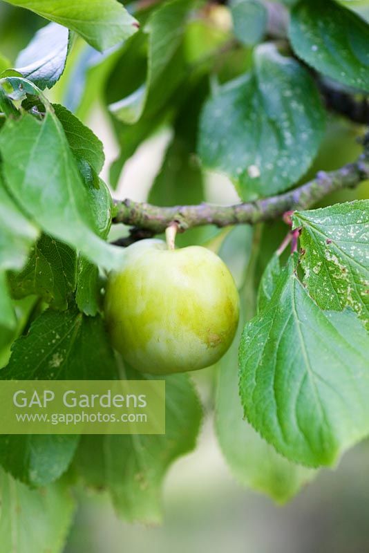 Prunus - Greengage