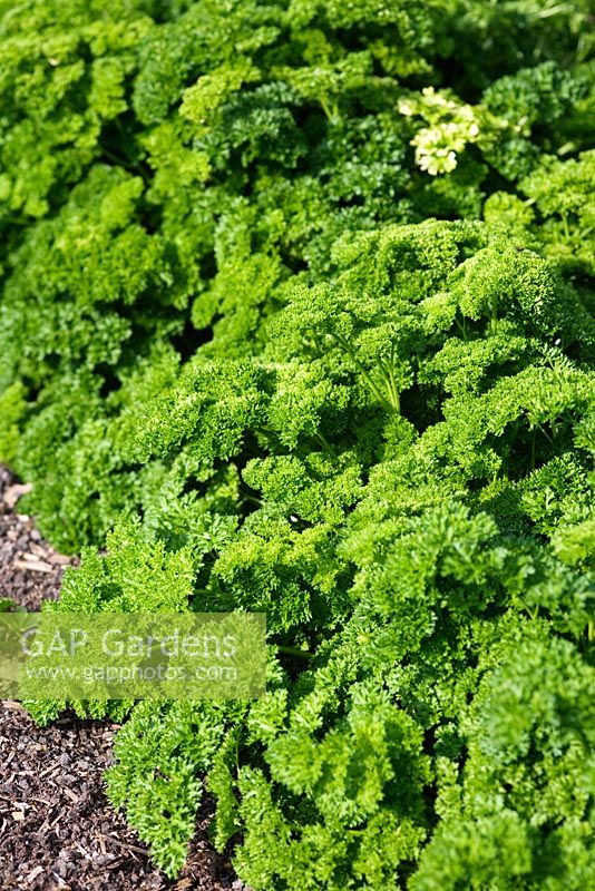 Petroselinum crispum - Curly parsley