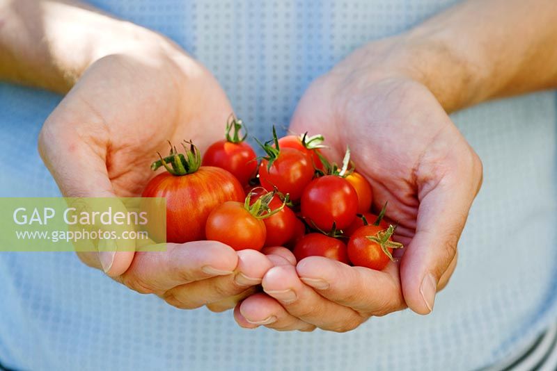 Man holding home grown tomatoes of different types including cherry tomatoes and tomato 'Red Zebra'