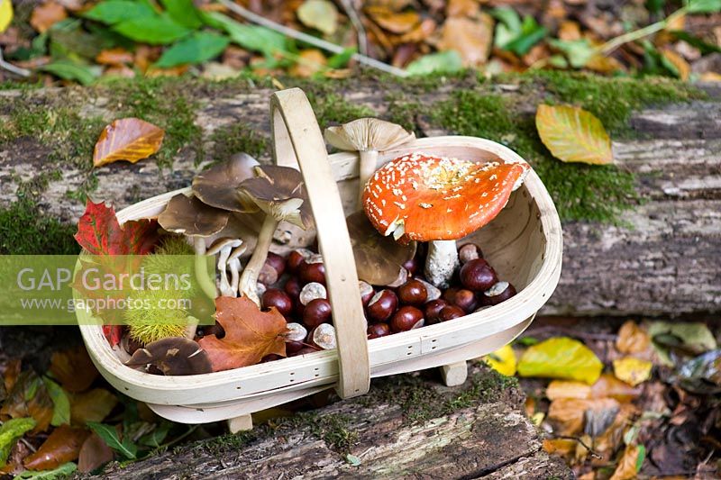 Wooden trug with woodland finds, mushrooms, fungi, conkers and colourful autumn leaves