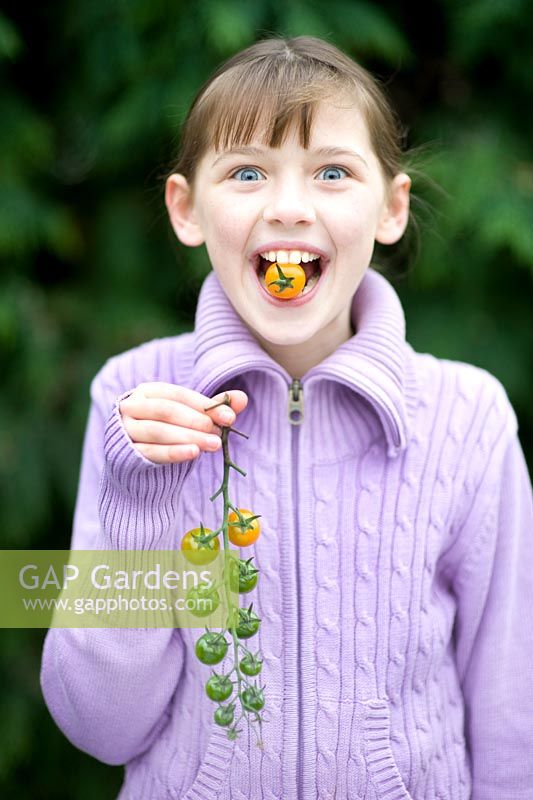 Young girl eating Sungold F1 Cherry tomatoes