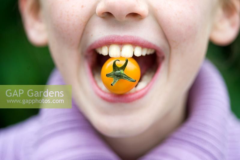 Young girl eating a Sungold F1 Cherry tomato