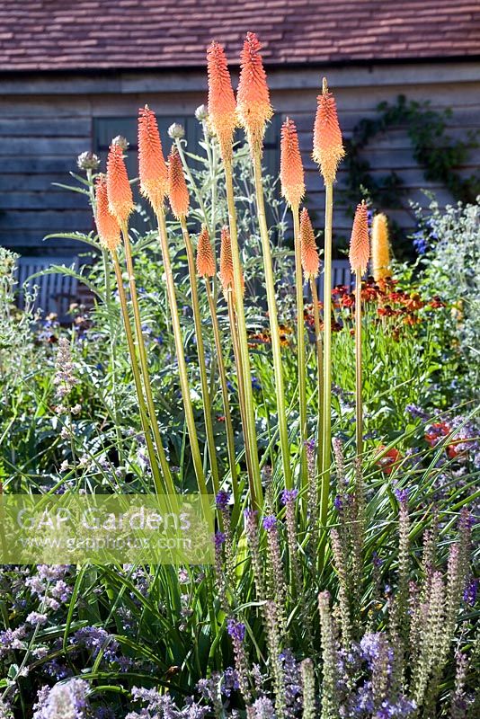 Kniphofias in border