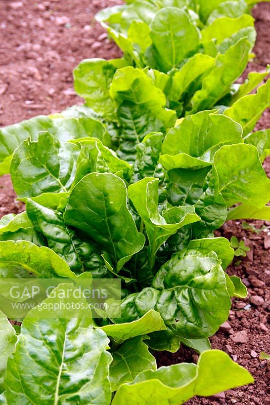 Beta vulgaris 'Erbette' - Spinach