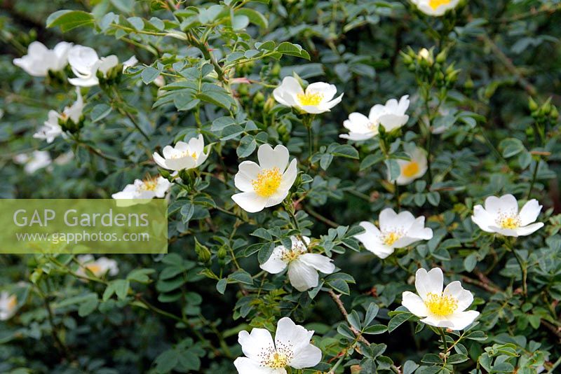Rosa soulieana - rambler or shrub rose