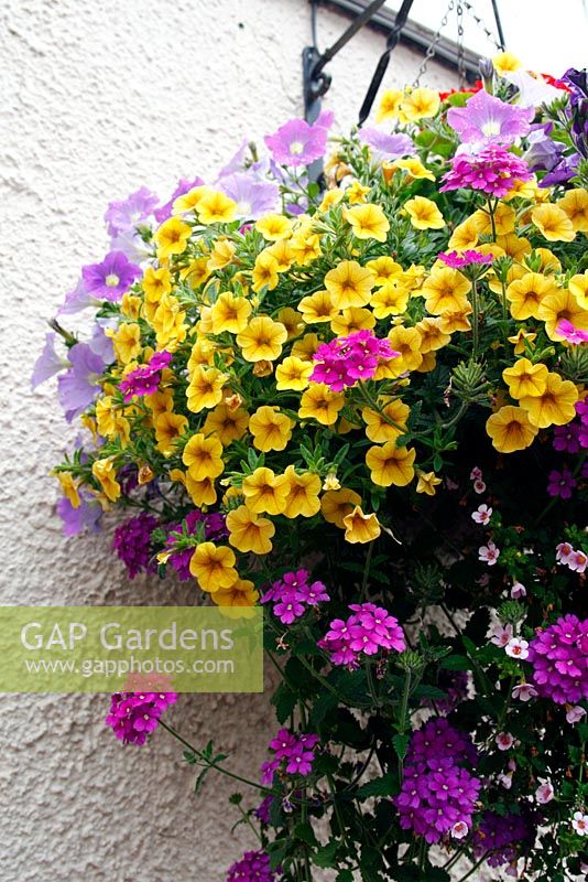 Combinations of flowers in hanging baskets - Calibrachoa 'Superbells Yellow', Petunia  - Lilac and Verbena