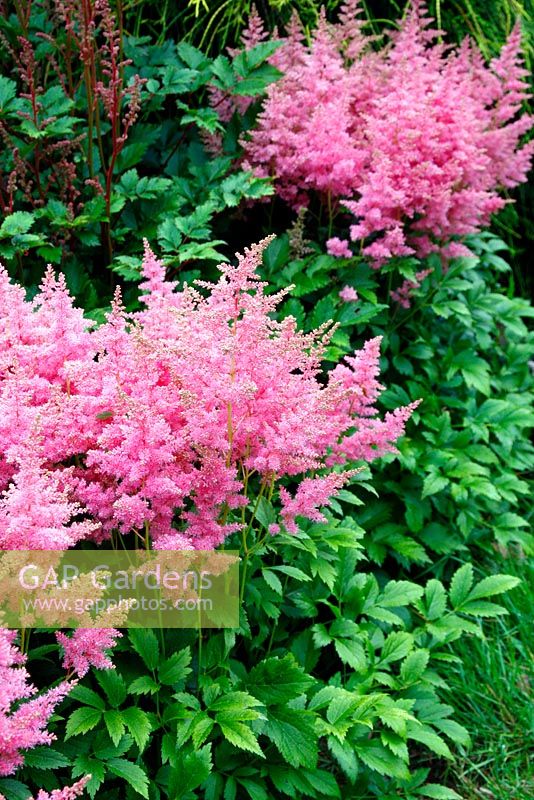 Astilbe 'Country and Western' - National Collection of Astilbe, Marwood Hill Garden, North Devon