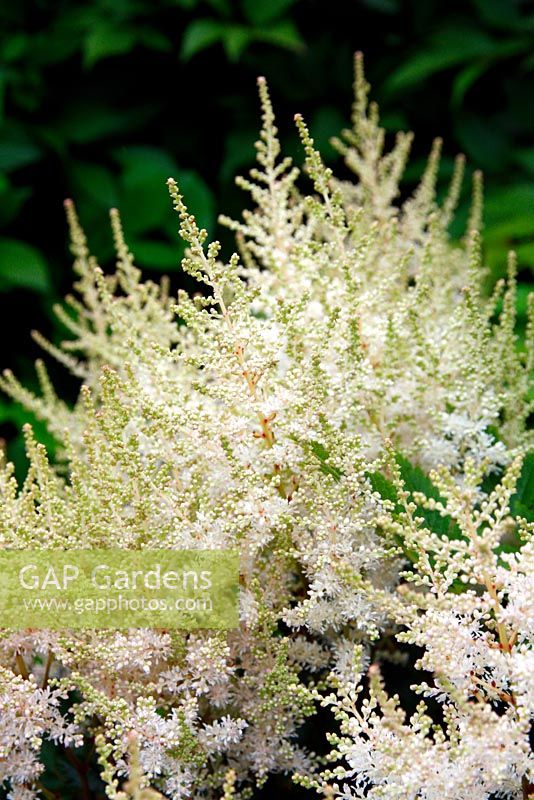 Astilbe 'Touch of Pink' - National Collection of Astilbe, Marwood Hill Garden, North Devon