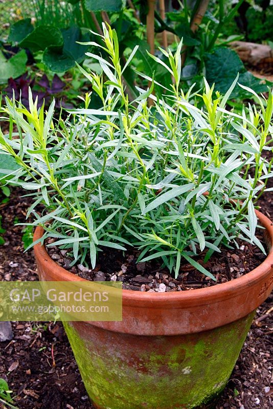 Artemisia dracunculus - French Tarragon growing in terracotta pot