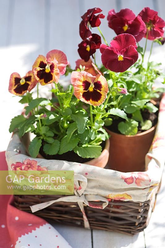 Viola - Pansies in clay pot placed in woven tray with textile