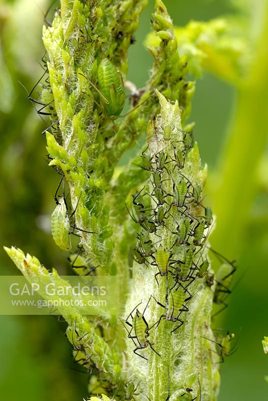 Greenfly on Tansy shoots