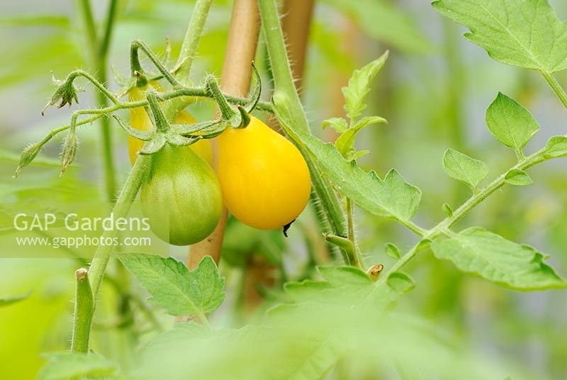 Lycopersicon esculentum, Tomato, 'Yellow Cocktail'