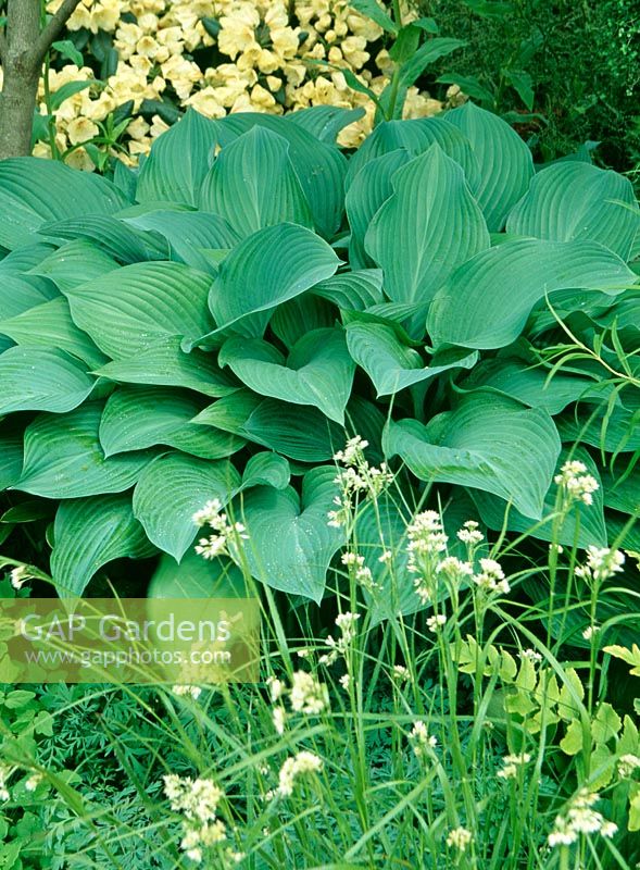 Hosta 'Krossa regal' with Luzula nivea in foreground and Rhododendron 'Goldbucket' at The Green Room designed by Caspar Gabb