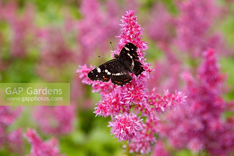 Map Butterfly - Araschnia levana on Astilbe 'Maggie Daley'