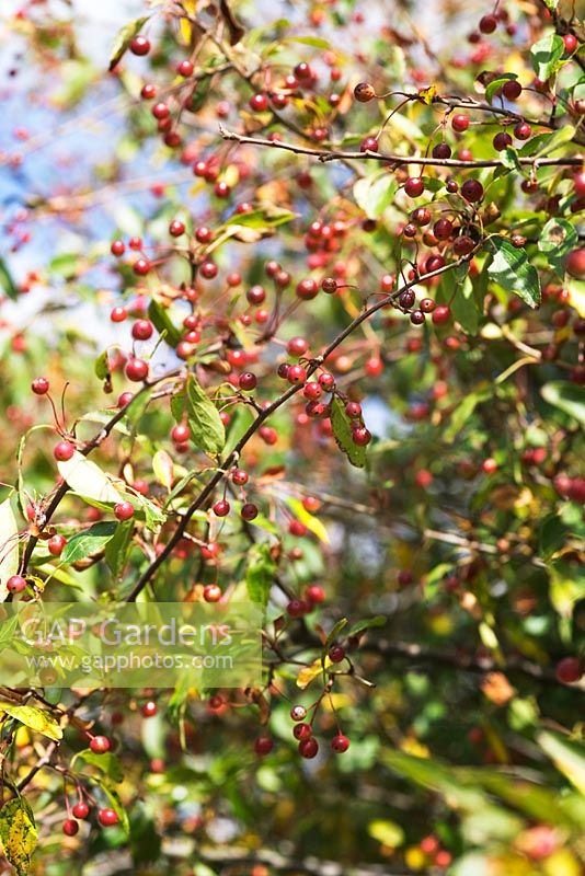 Gap Gardens Malus Kansuensis Image No 0153347 Photo By