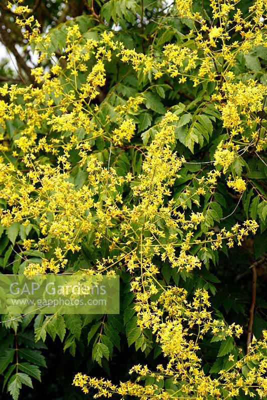Koelreuteria paniculata AGM - Golden Rain Tree