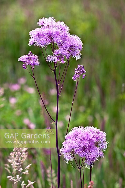 Thalictrum in wildflower meadow at Bluebell Cottage, Dutton