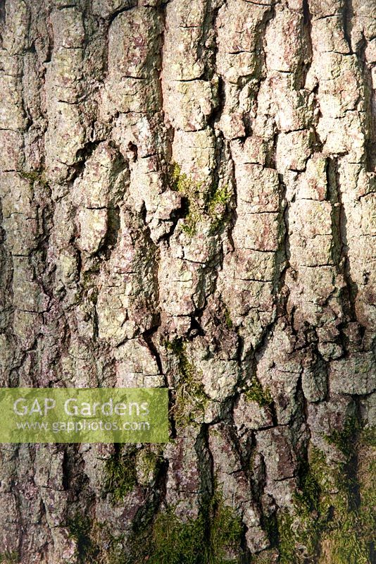 Larix decidua - European Larch bark