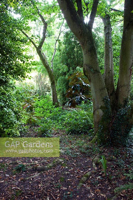 Woodland garden with Magnolia Kobus trunk