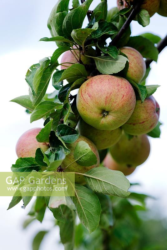 Malus 'Dabinett' - A cider apple