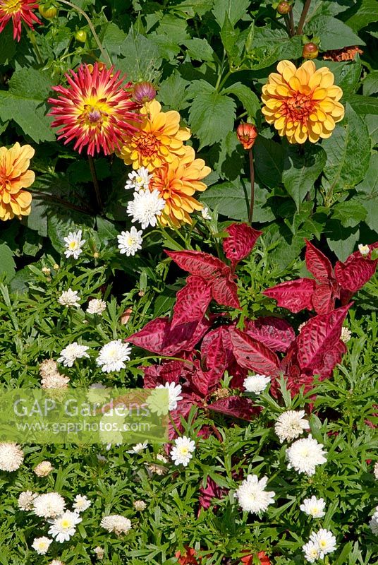 Dahlia 'Western Spanish Dancer' and 'Spanish Conquest' underplanted with Iresine herbstii and Chrysanthemum 