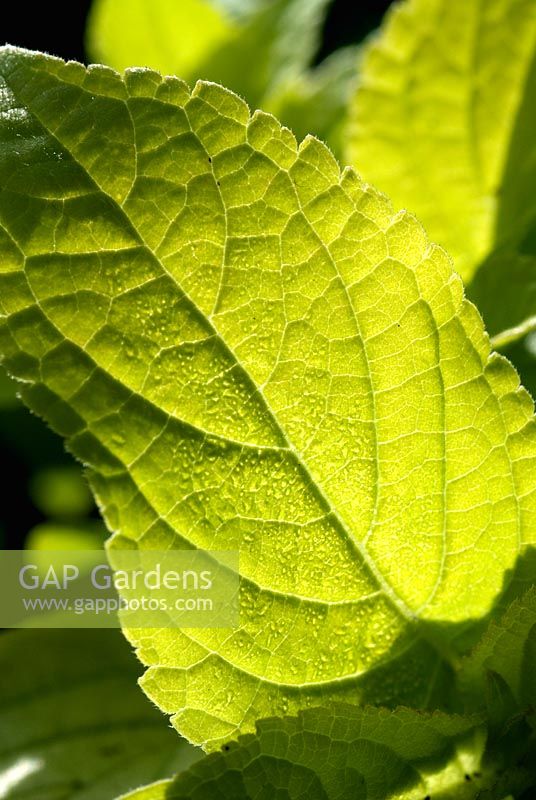 Salvia 'Golden Delicious' - Sage