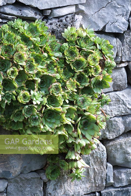 Sempervivum growing out of a stone wall - Pepa's Karst Garden - RHS Hampton Court Flower Show 2009