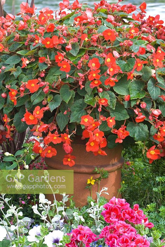 Red Begonia in a terracotta container