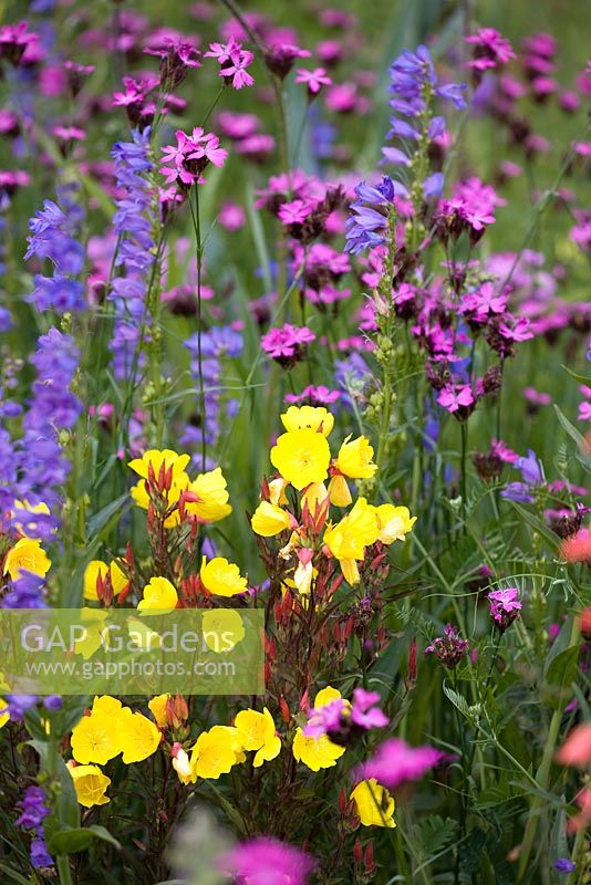 North American Prarie style planting at RHS Wisley with Penstemon cobaea,Oenothera tetragona and Dianthus carthusianorum.