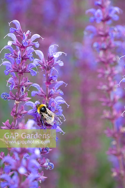 Bumble bee on Salvia superba 'Dear Anja' 