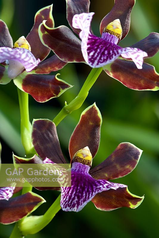 Zygopetalum orchid - Zygopetalum 'Alan Greatwood'