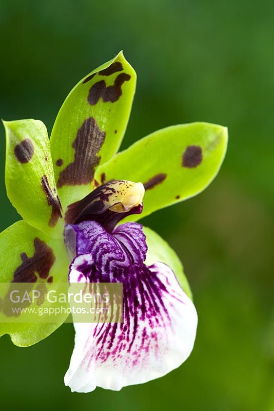 Zygopetalum orchid - Zygopetalum Titanic x Adelaide Meadows