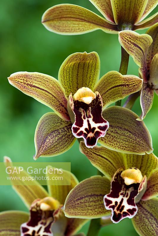 Cymbidium orchid - Miniature - Cymbidium 'Samares'