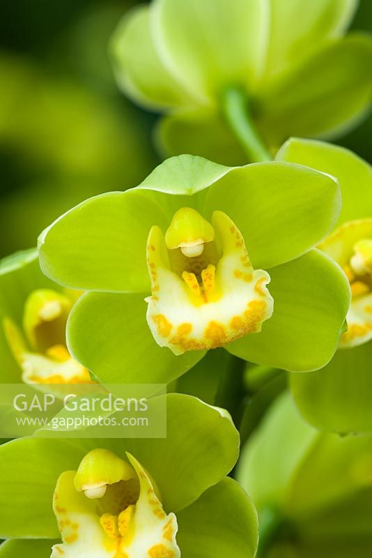 Cymbidium orchid - Miniature - Cymbidium Doris Dawson 'Scotch Mist'