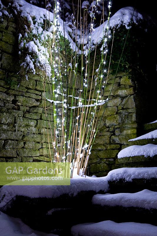 Fairy lights strung up the stems of a bamboo in winter. Himalayacalamus falconeri