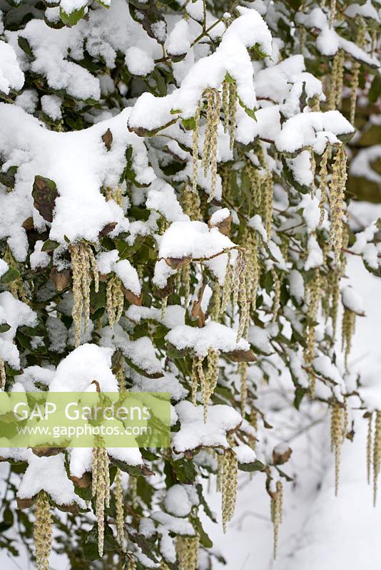 Garrya elliptica in snow. Silk-tassel bush