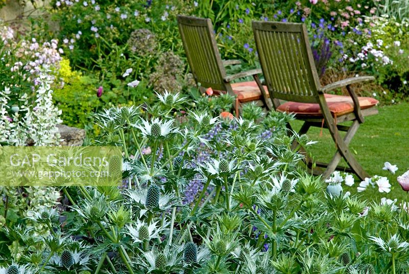 Eryngium giganteum in border with garden chairs in background -Little Court, Hants