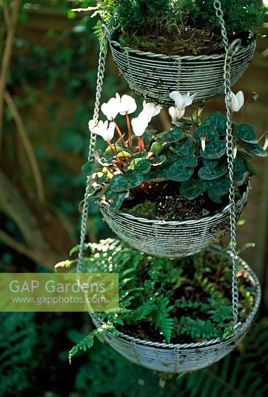 Hanging basket with cyclamen and ferns