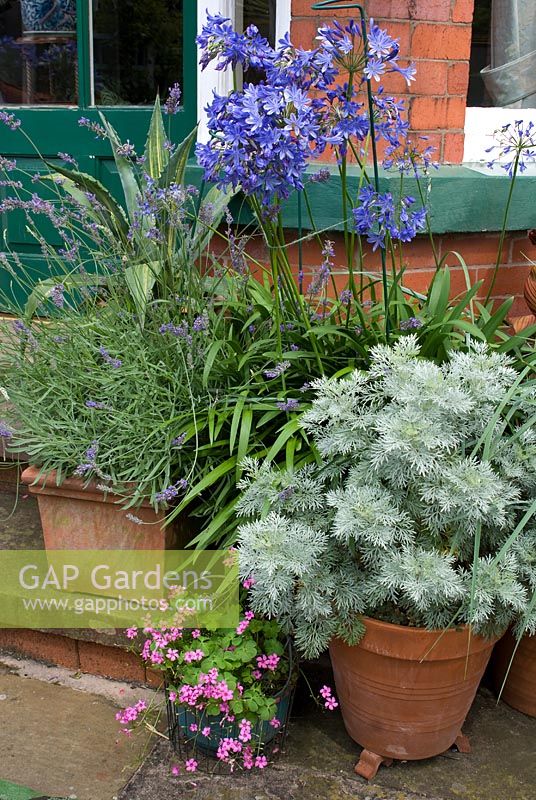 Pots on steps leading to the back of house with Oxalis, Artemesia 'Powis Castle', Agapanthus, Lavandula 'Sawyers' and Agave americana 'Variegata' - Southlands NGS garden Lancashire