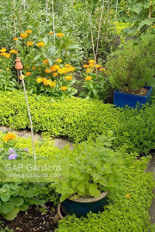 Kitchen garden with Oregano hedge, Calendula, Mentha and Rosmarinus officinalis in pots, climbing French Beans 'Cobra' behind - Southlands, NGS garden Lancashire