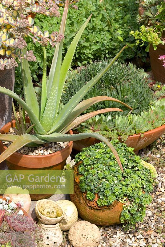 Terracota pots on gravel with Aloe Vera, Saxifraga and Sempervivum - Southlands, Lancashire