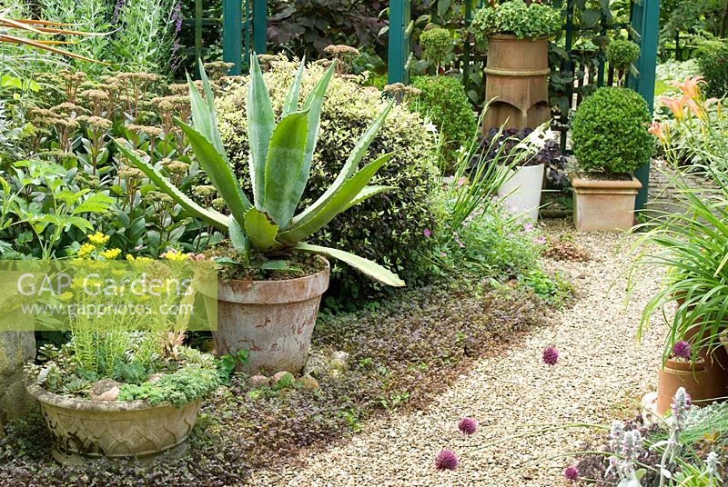 Terracota pots with Agave americana, Sempervivum and Buxus sempervirens, and in adjacent border Melianthus major, Sedum 'Matrona' Pittosporum 'Tom Thumb' and Gladiolus with gravel path leading to trellis with Cercis canadensis 'Forest Pansy' - Southlands, NGS garden, Lancashire