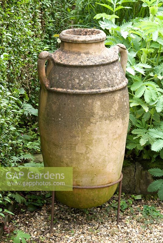 Greek olive urn by Melianthus major - Southlands, Lancashire