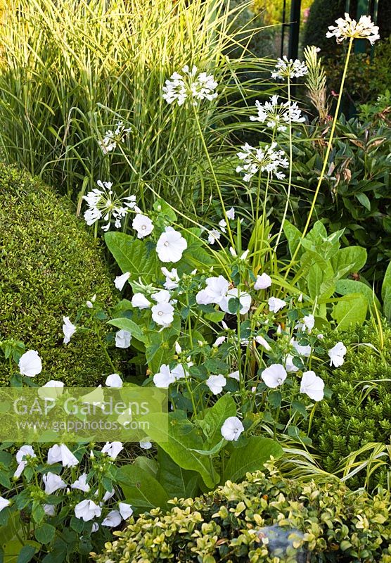 Lavatera trimestris 'Mont Blanc' and white flowers with Agapanthus 'Snowy Owl' perennial with bell shaped white flowers in border at Wilkins Pleck, NGS, Whitmore near Newcastle-under-Lyme in North Staffordshire