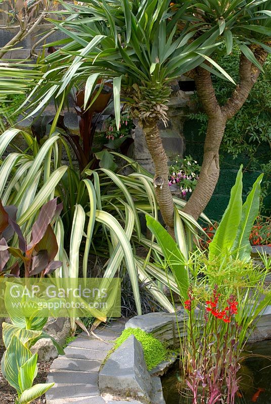 Tropical garden with Phormium 'Cream Delight', Yucca recurvifolia and Canna 'Striata' at Princes Boulevard, NGS garden, Merseyside