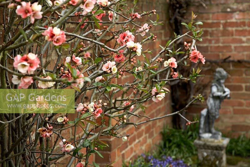 Chaenomeles Speciosa Moerloosei - Japanese flowering quince Bromley Hall, NGS, April 08, UK 
 