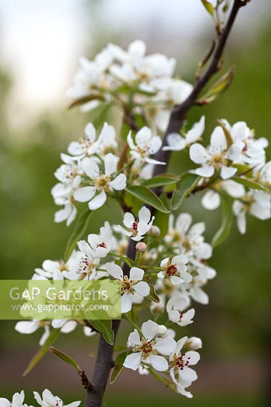 Pyrus 'General Totleben' - Pear - in blossom