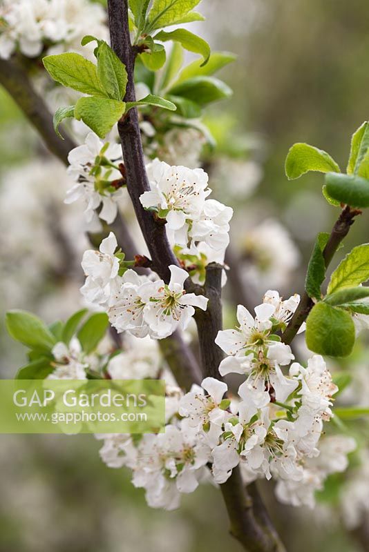 Prunus domestica 'Edwards' AGM, in blossom